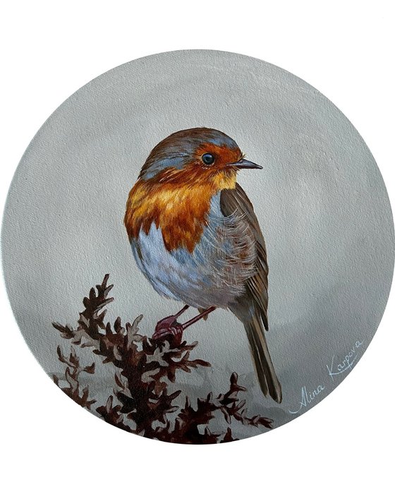 Robin bird