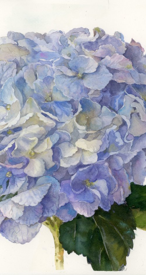 Planet hydrangea by Yulia Krasnov