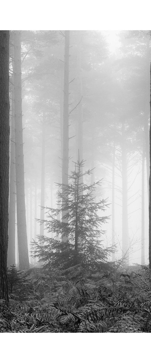 New Forest 2011-XVI by David Baker