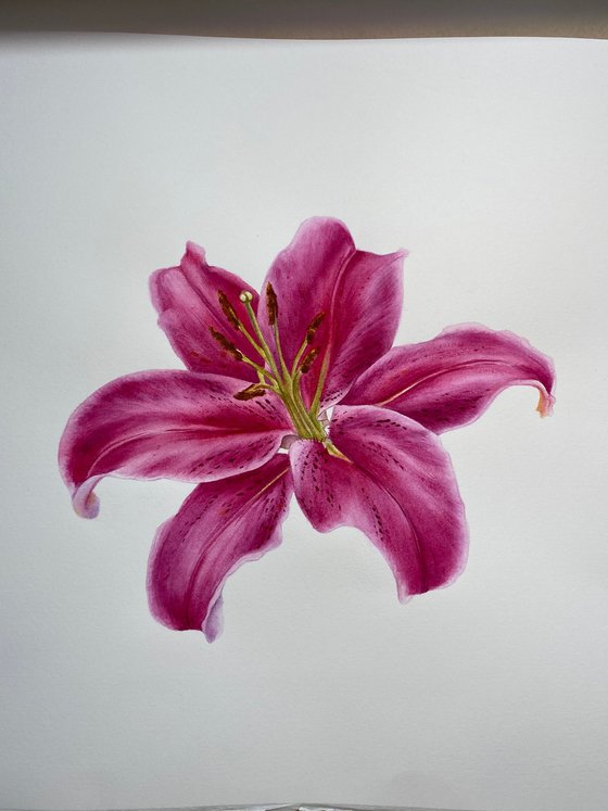 Lily I