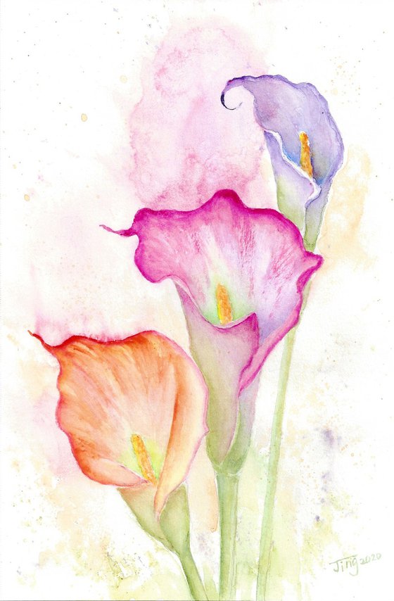 Colorful Calla lily
