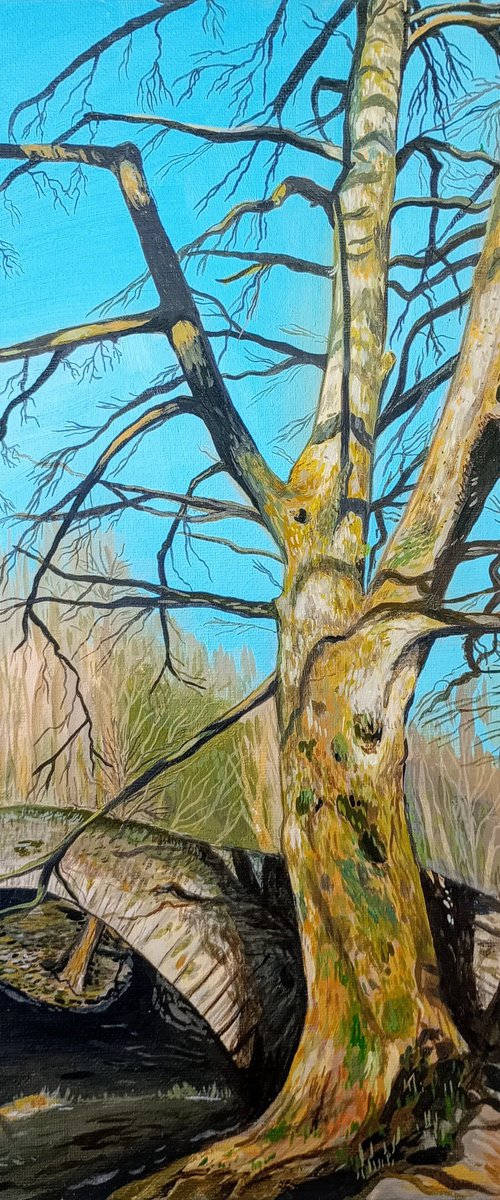 Lake District Tree-16x12 in by Kitty  Cooper