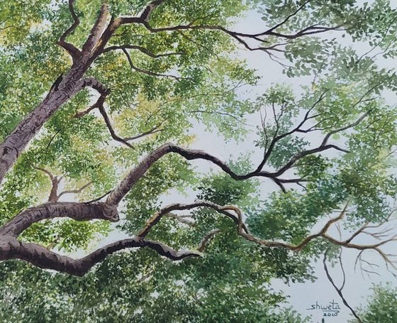 Sycamores Tree Canopy