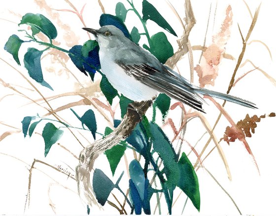mockingbird in the forest