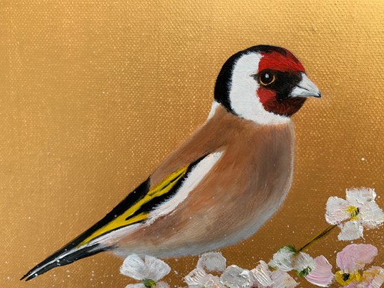 Goldfinch on Cherry Blossom