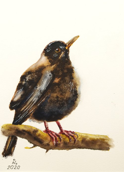 Blackbird by Ilona Borodulina