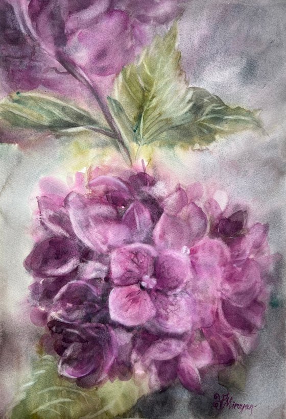 Hydrangea Hues