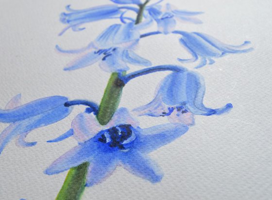 Bluebell a magical flower!