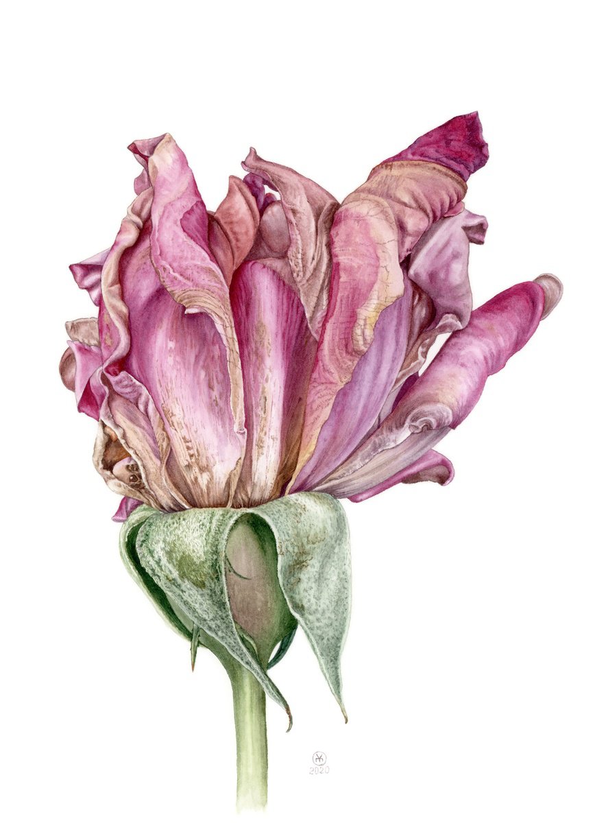 Photorealistic Botanical Watercolour By Yuliia Moiseieva, 11 X 15", Dried Rose, Original Artwork