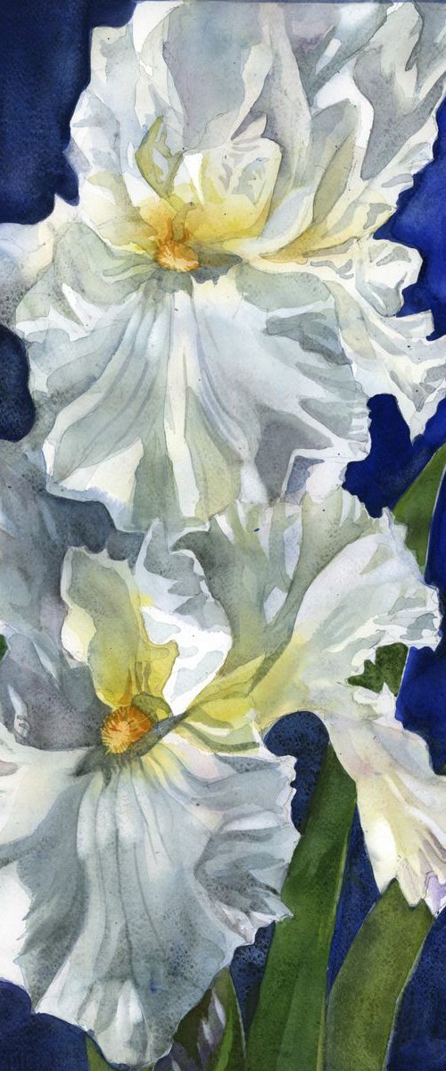 white iris with blue by Alfred  Ng