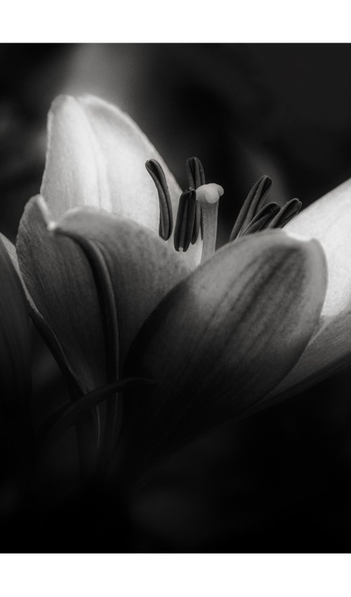 Lily Blooms Number 1 - 15x10 inch Fine Art Photography Limited Edition #1/25 by Graham Briggs