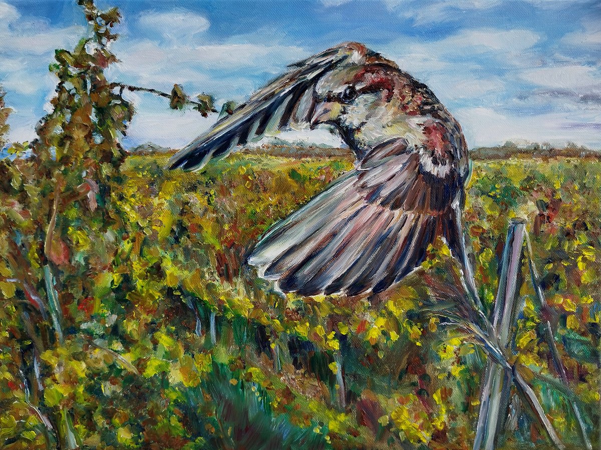 Photorealistic Oil Painting , Sparrow At The Vineyards By Jura Kuba Art, 16 X 12, Artwork For Sale On Artfinder