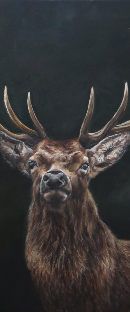 Stag, red deer elk, stag Scotland by Una Hurst