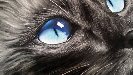 Cats Eyes II