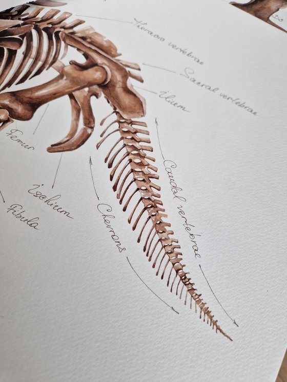 Triceratops horridus, paleo antatomy illustration