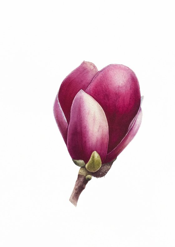 Magnolia blossom. A flower bud. Original watercolor artwork.