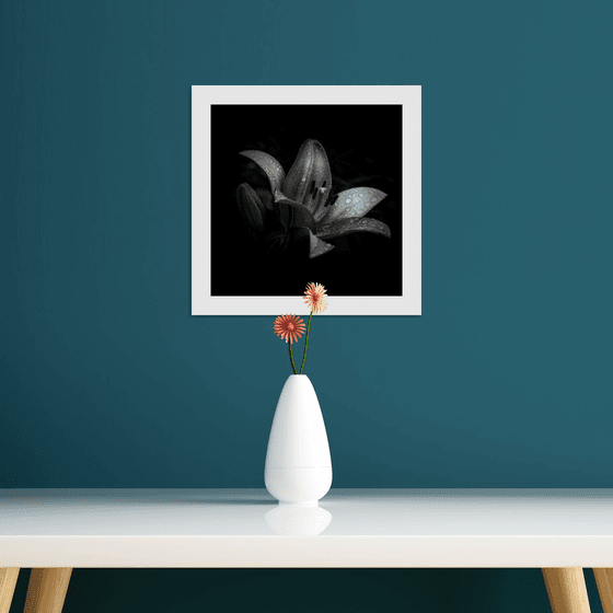 Lily Blooms Number 8 - 12x12 inch Fine Art Photography Limited Edition #1/25