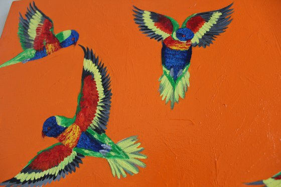 Rainbow Lorikeets in Flight