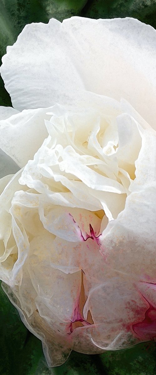 Peony Bud with Morning Raindrops by Barbara Storey