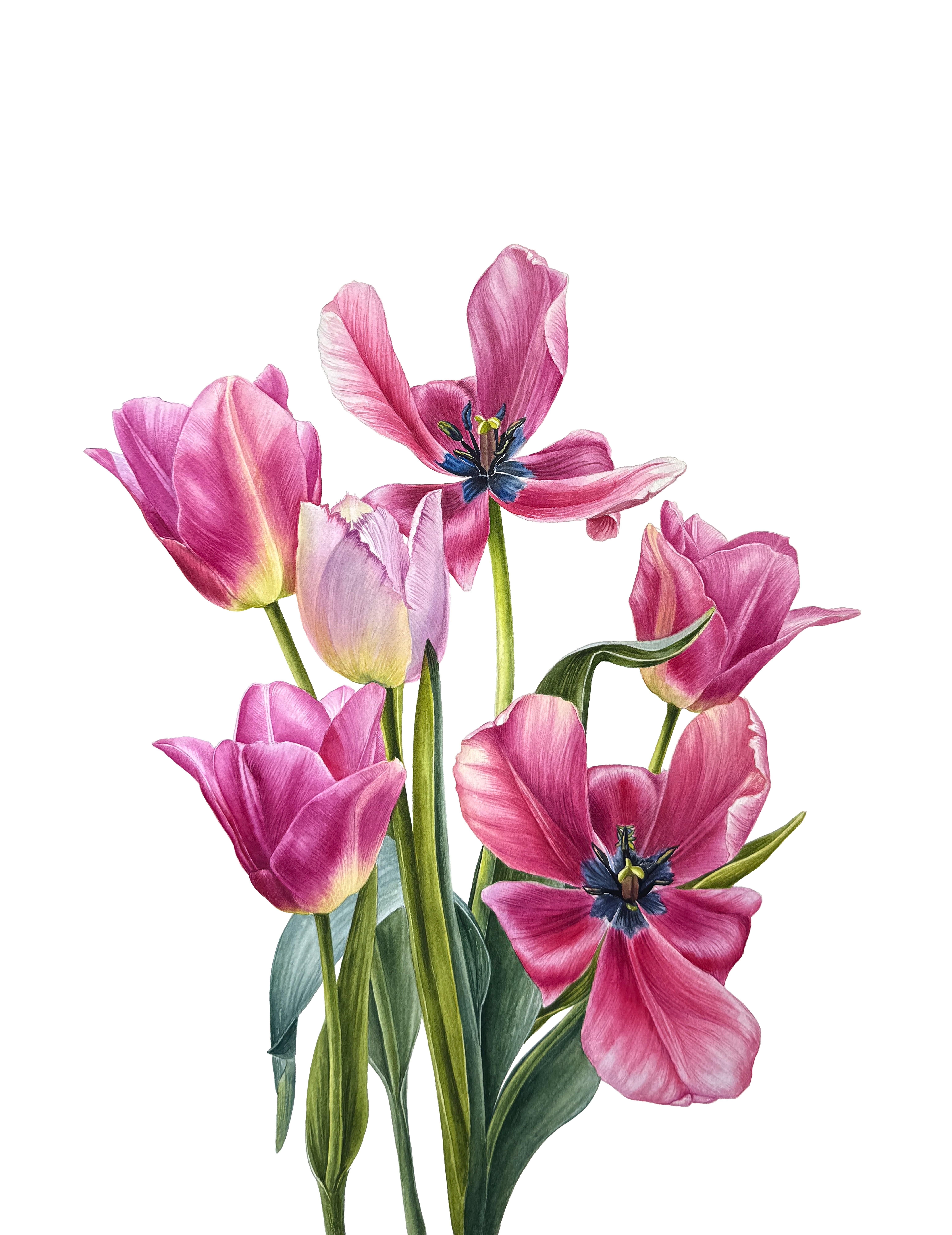 Photorealistic Botanical Watercolour By Yuliia Prokopchuk, 14 X 20", Pink Tulips, Original Artwork