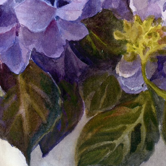 Hydrangea in a white vase
