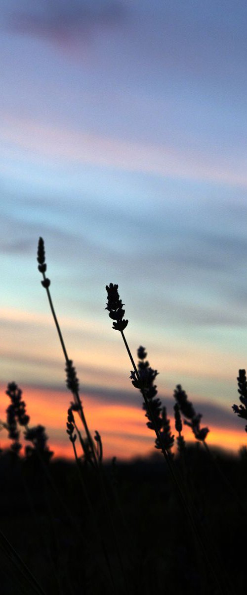 Wires Sunset by Chiara Vignudelli