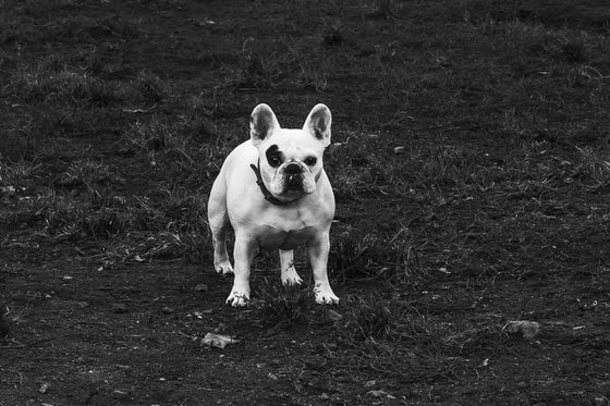 Dog and line