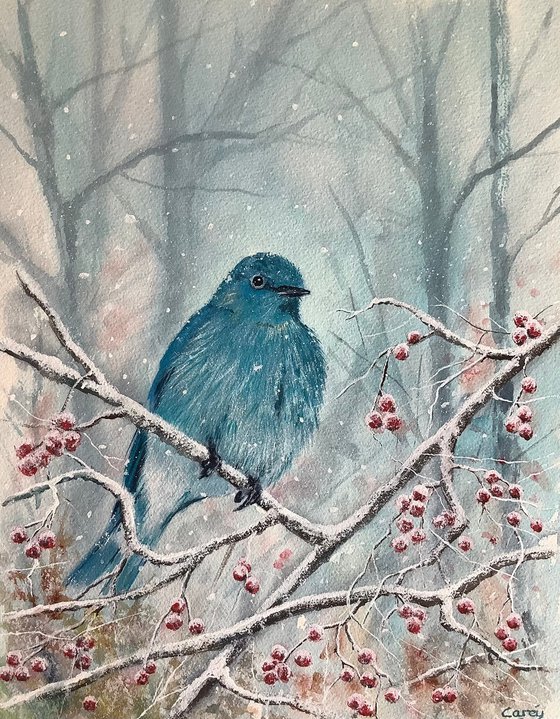 Mountain Bluebird