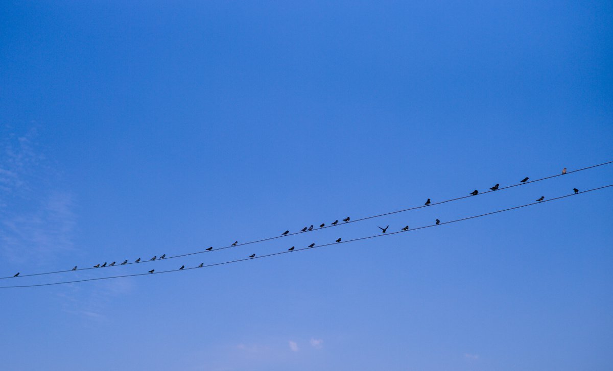 Birds on wire by V Sebastian