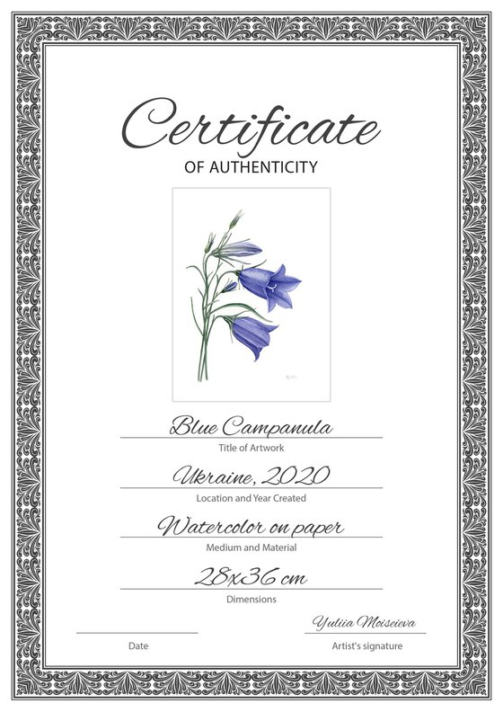 Blue Campanula