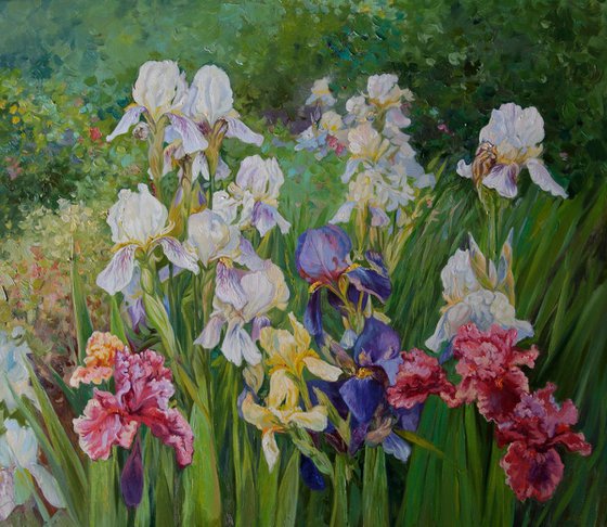 Irises in the garden