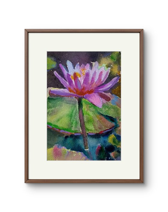 Waterlily flowers