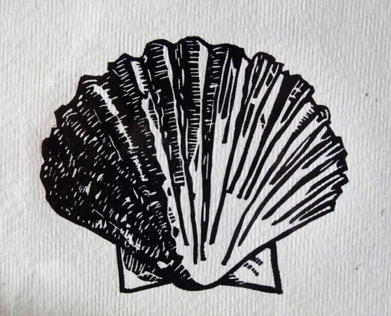 Scallop Shell