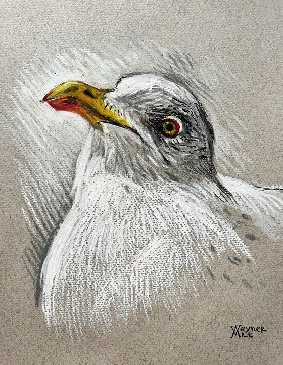 Portrait of a seagull.