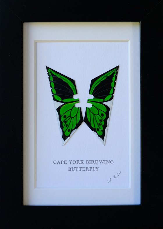 Cape York Birdwing butterfly