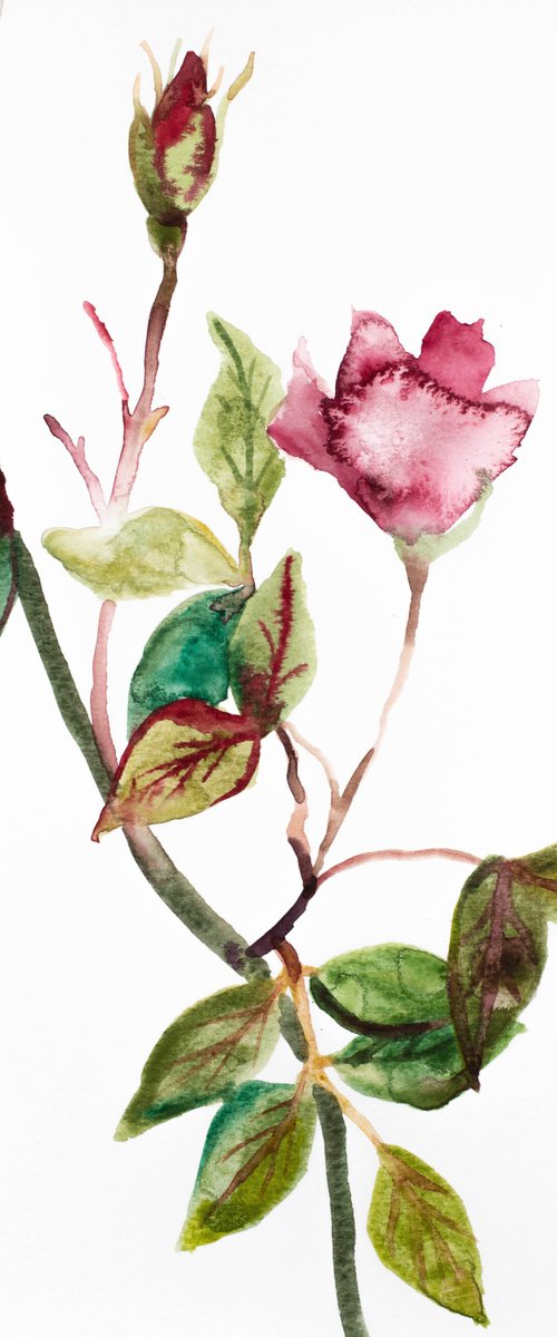 Rose Study No. 49 by Elizabeth Becker
