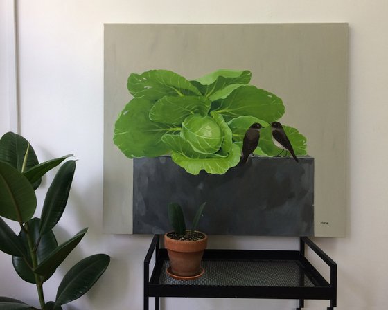 Cabbage