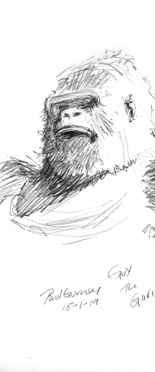 Guy The Gorilla by Paul Gurney