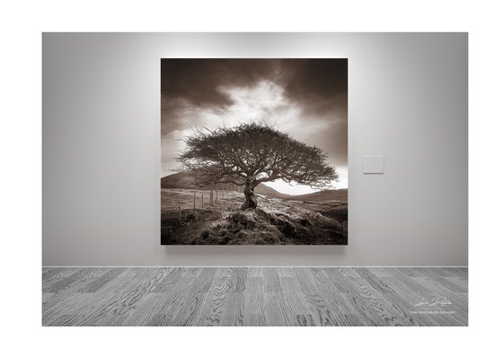 Lone Tree Print - The One Tree