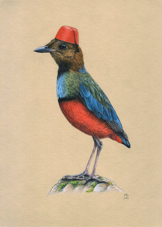 Original pastel drawing bird "Philippine pitta"
