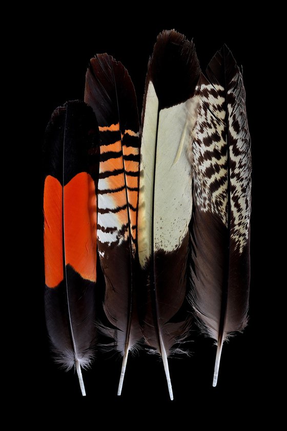 Karak and Ngolak Feathers