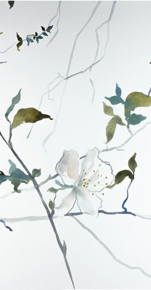 Cherry Blossom No. 3 by Elizabeth Becker