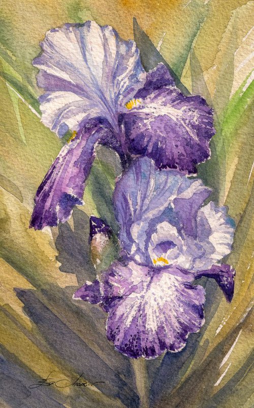 Iris by Eve Mazur