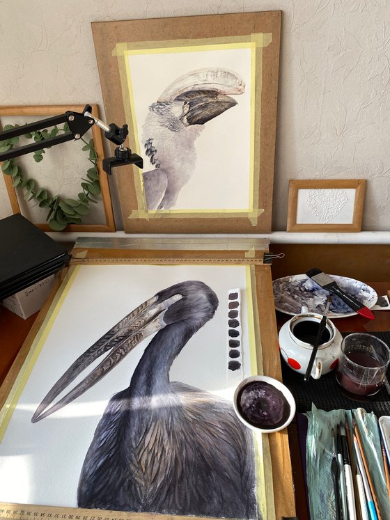 African Openbill Stork