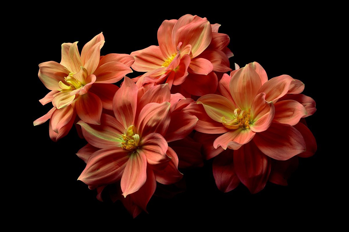 Orange Dahlias by Nadia Culph