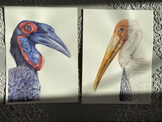 Painted Stork, bird portrait