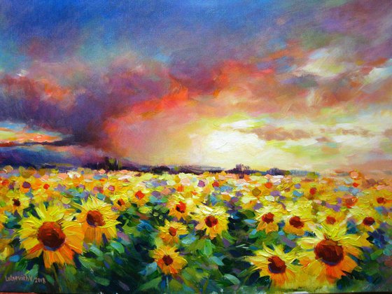 A field of sunflowers