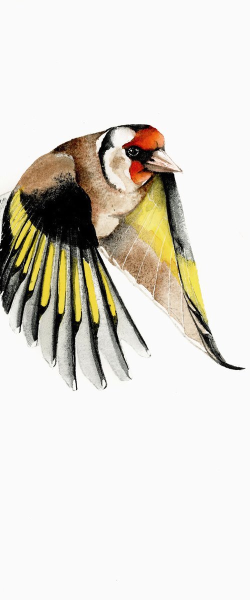 Flying goldfinch by Karolina Kijak