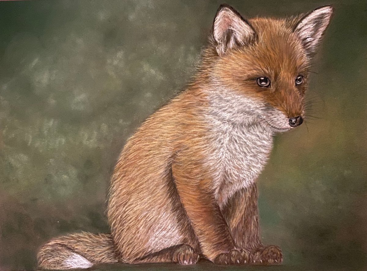 Fox cub by Maxine Taylor
