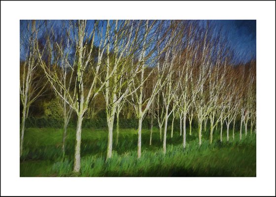 Silver Birch Trees